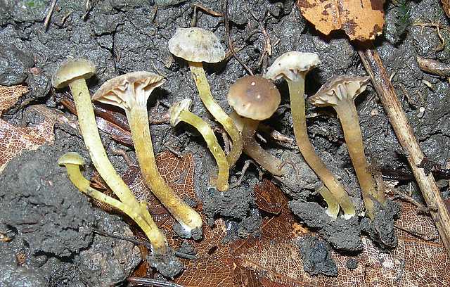 Camarophyllopsis micacea      (Berk. & Broome)       Arnolds